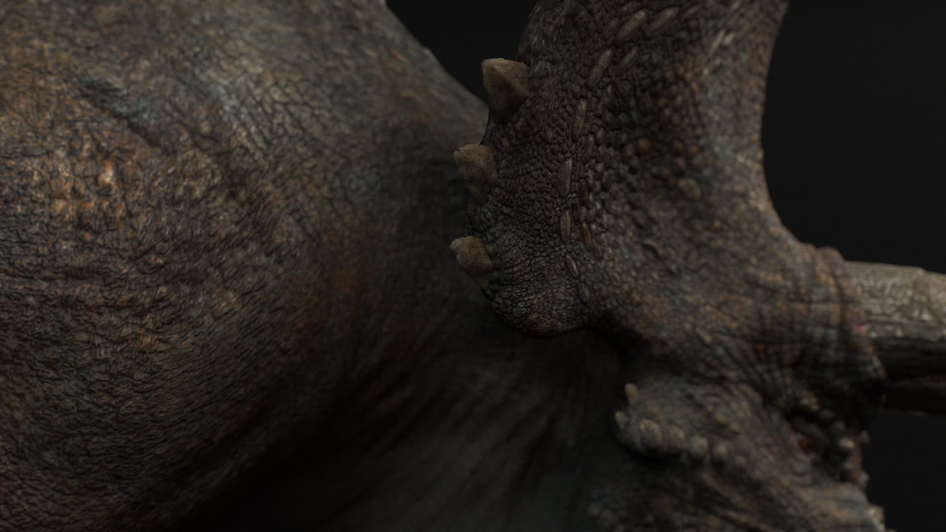 Triceratops, skin detail behind the frill