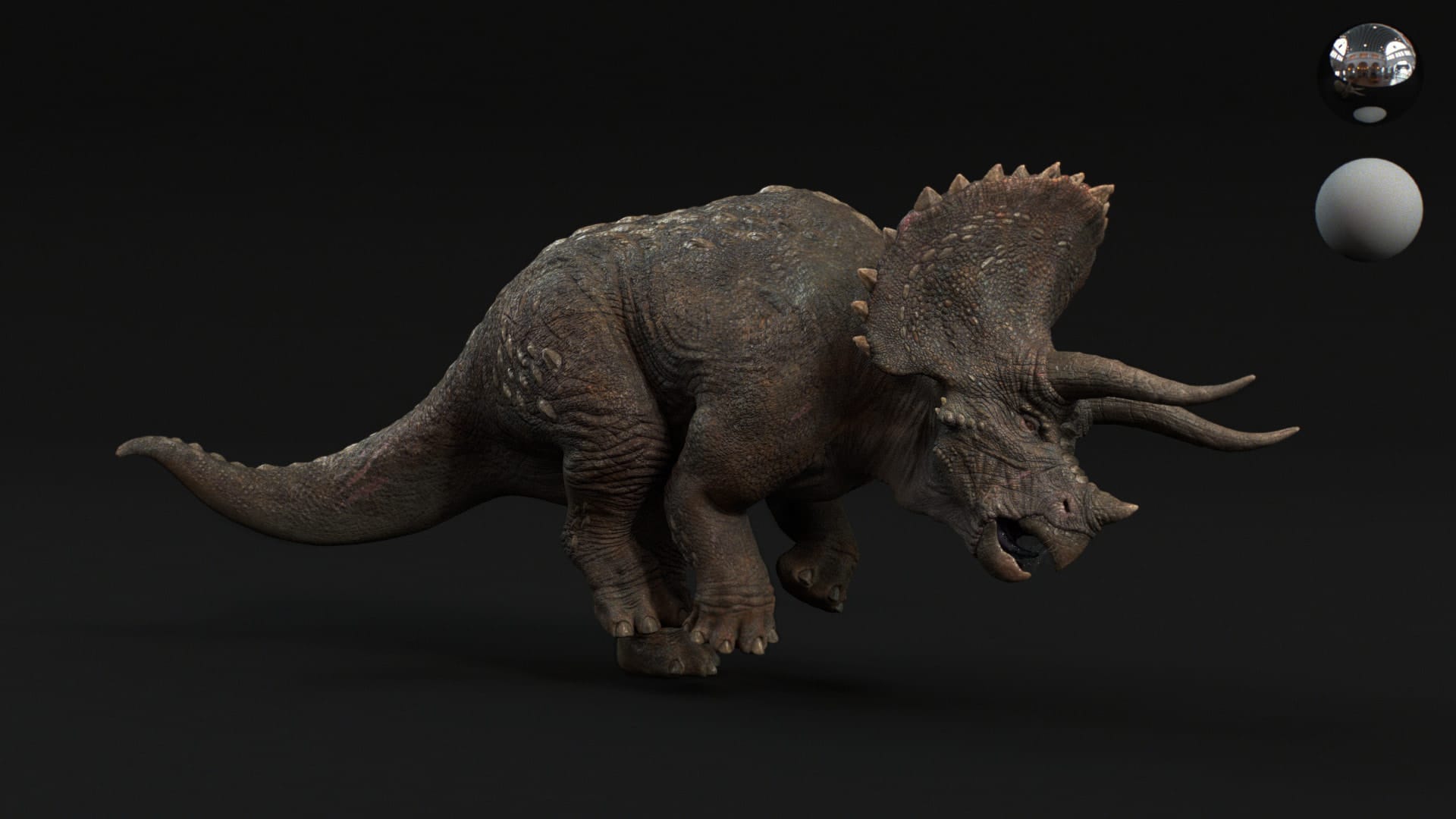 Triceratops, full-body beauty render