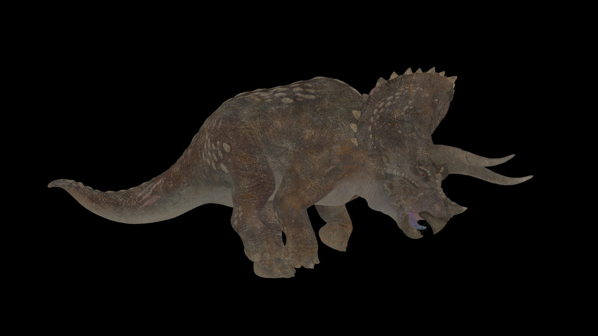 Triceratops, colour pass